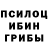 Псилоцибиновые грибы Psilocybe Abdo bachir